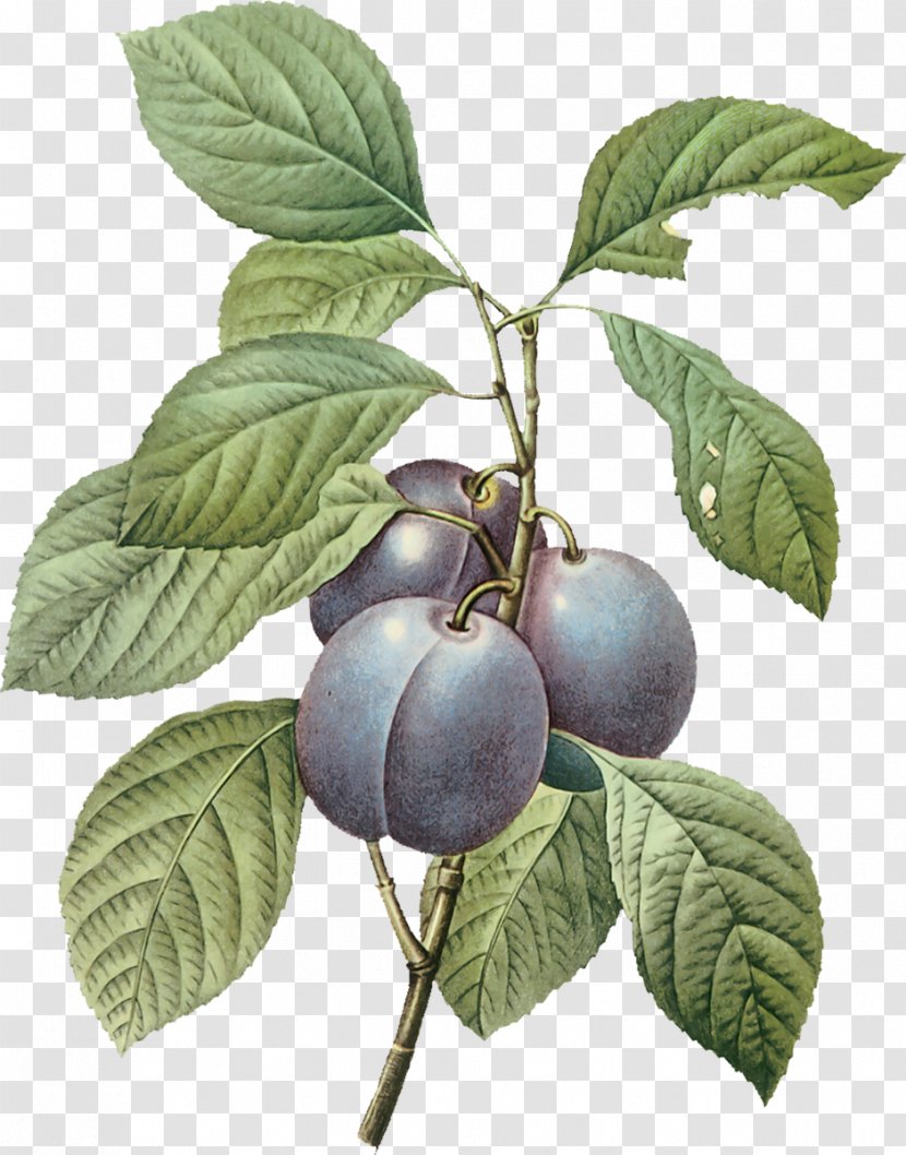 Garden Common Plum Art - Fruit - Flower Transparent PNG