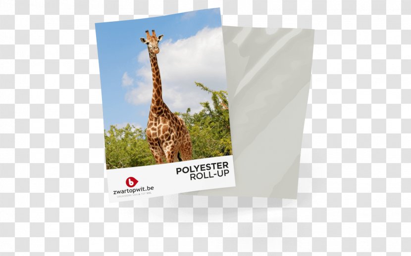 ZwartOpWit.be | Print & Printing Giraffe Compact Cassette Web Banner Black - Rollup Transparent PNG