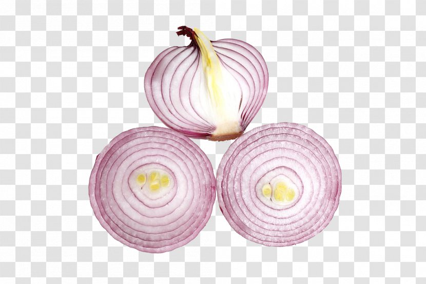 Onion Icon - Dishware Transparent PNG