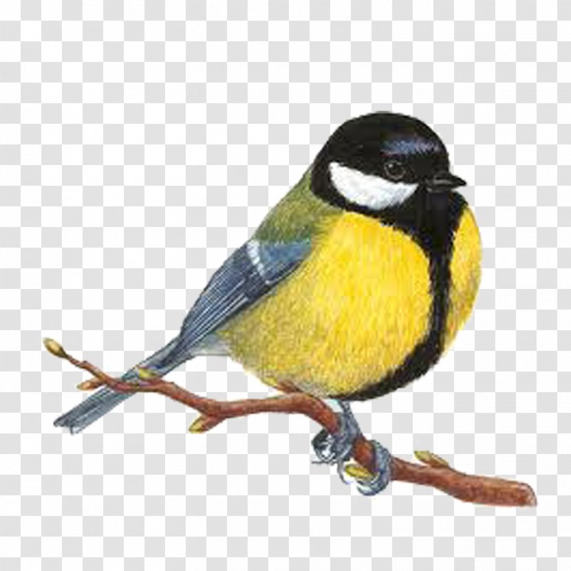 Bird Great Tit Drawing Image Woodpecker Transparent PNG
