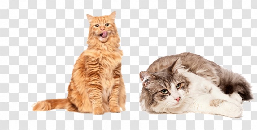 Whiskers Maine Coon Kitten Raccoon Transparent PNG