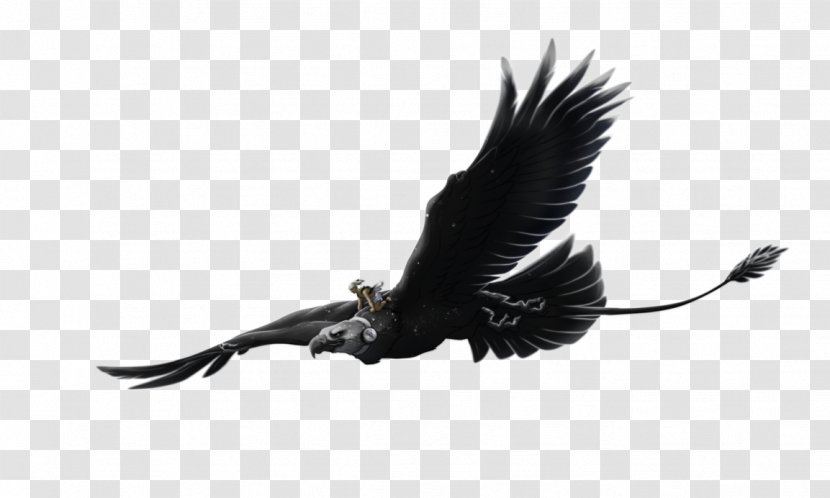 Condor Bird Eagle Beak Feather - Vulture Transparent PNG