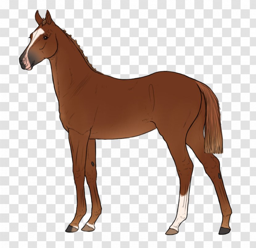 Mule Foal Stallion Mare Colt - Neck - Mustang Transparent PNG