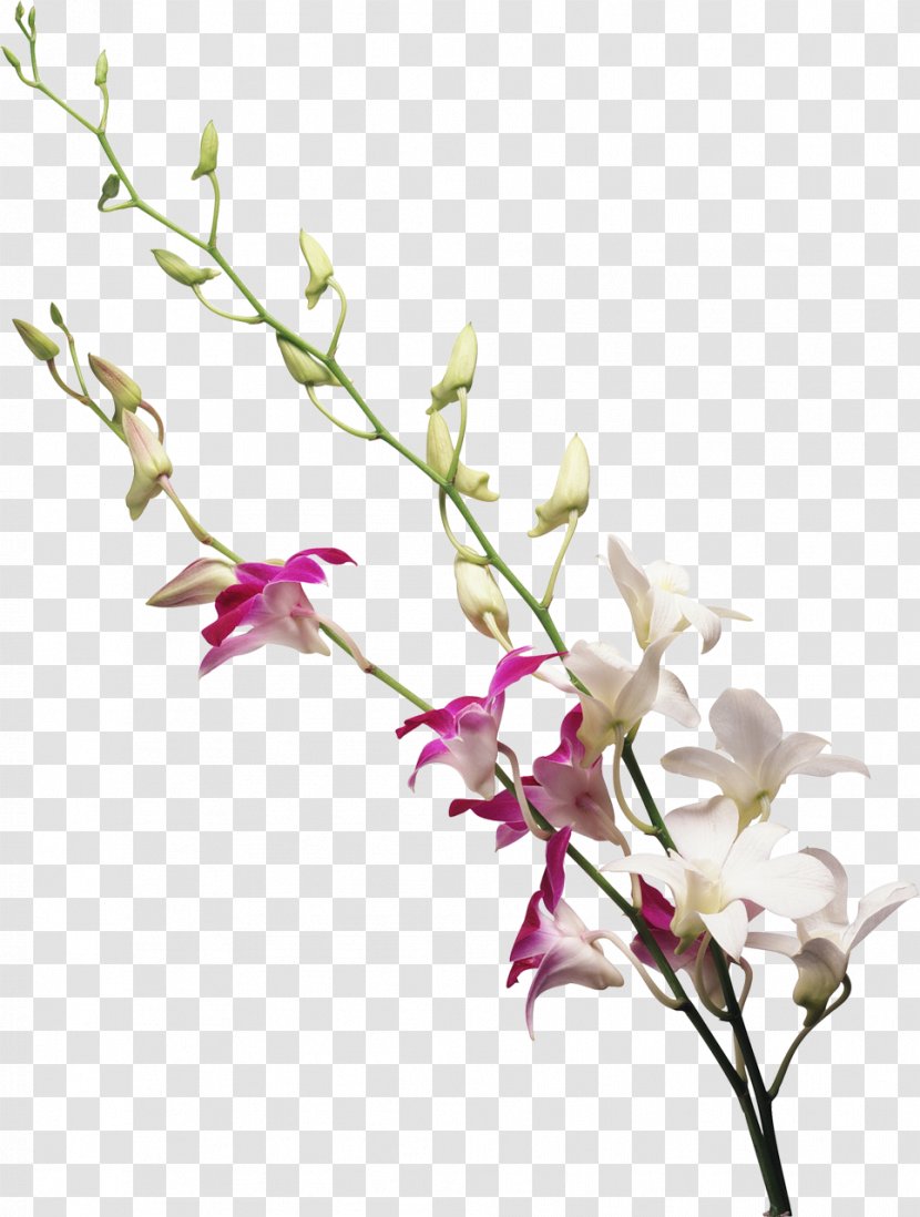 Drawing - Blossom - Cartoon Creative Decorative Floral Ps Transparent PNG