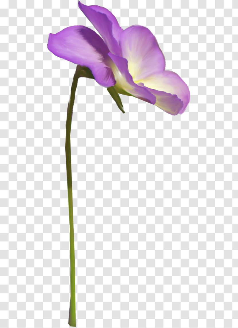 Moth Orchids Cut Flowers Plant Stem Herbaceous Transparent PNG