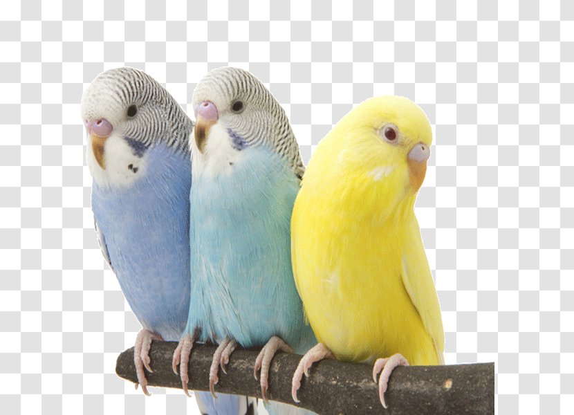 Budgerigar Lovebird Parrot Cockatiel - Feather - Bird Transparent PNG