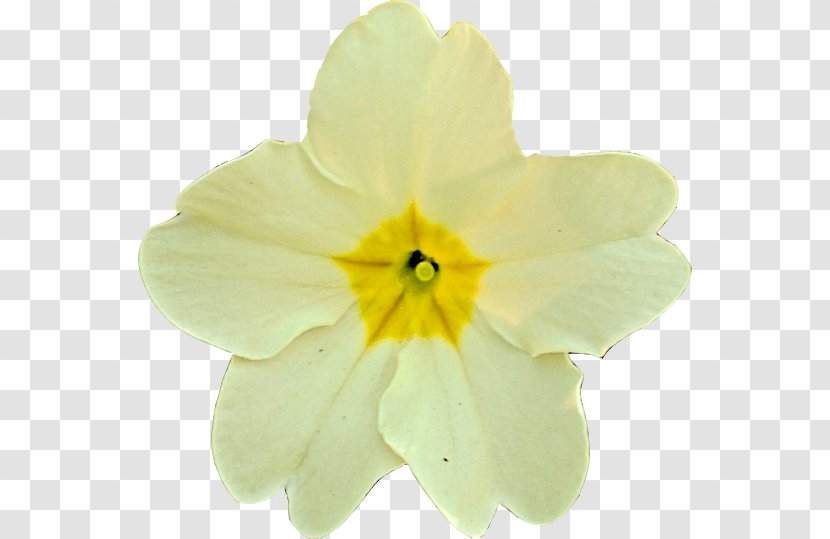 Primrose Narcissus - Primula - Coltsfoot Transparent PNG
