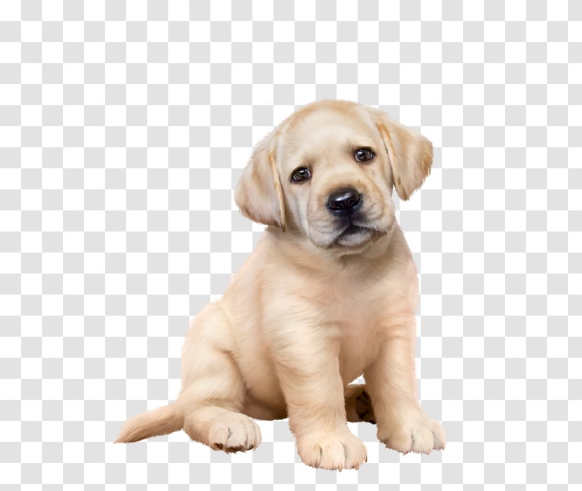 Labrador Retriever Puppy Golden American Pit Bull Terrier Dog Breed Transparent PNG