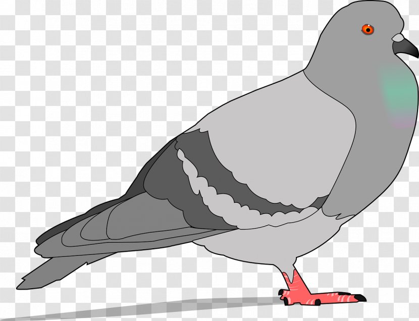 Homing Pigeon Columbidae Bird Clip Art - Charadriiformes - Albatross Transparent PNG
