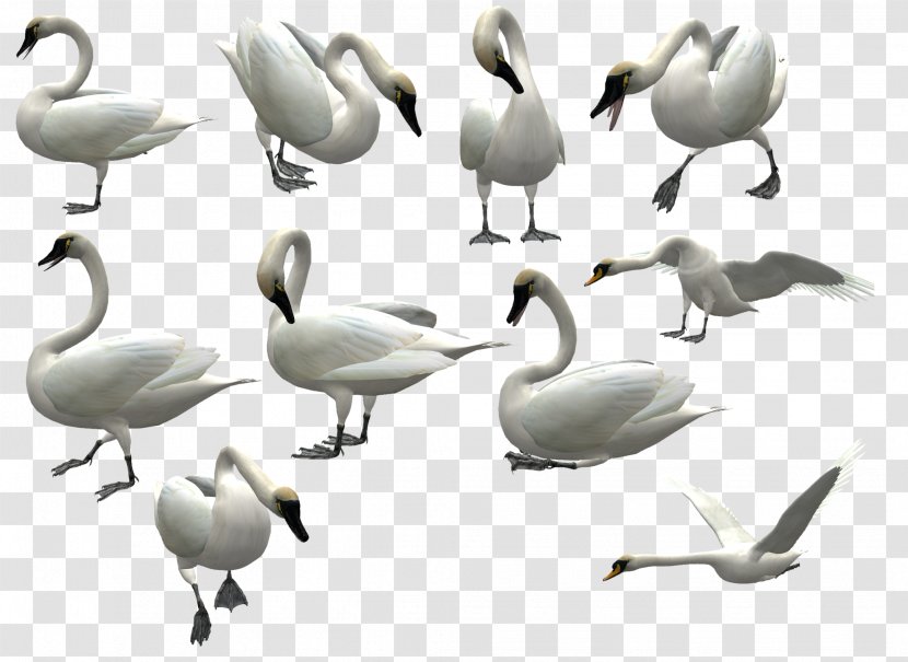 Mute Swan Bird - Duck - 3D White Flying Pattern Transparent PNG