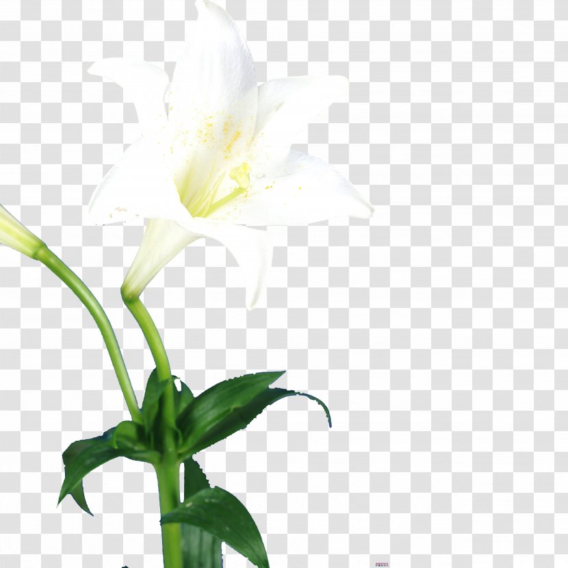 Lilium Flower Bud - Single Lily Transparent PNG