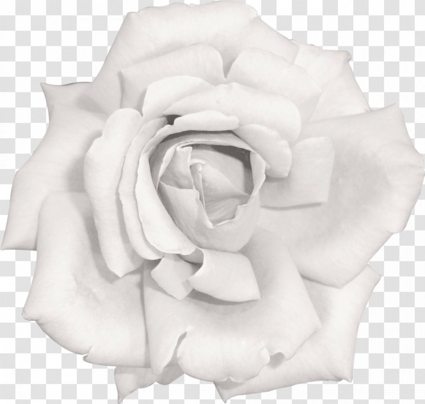 Garden Roses Flower Beach Rose Pink White Transparent PNG