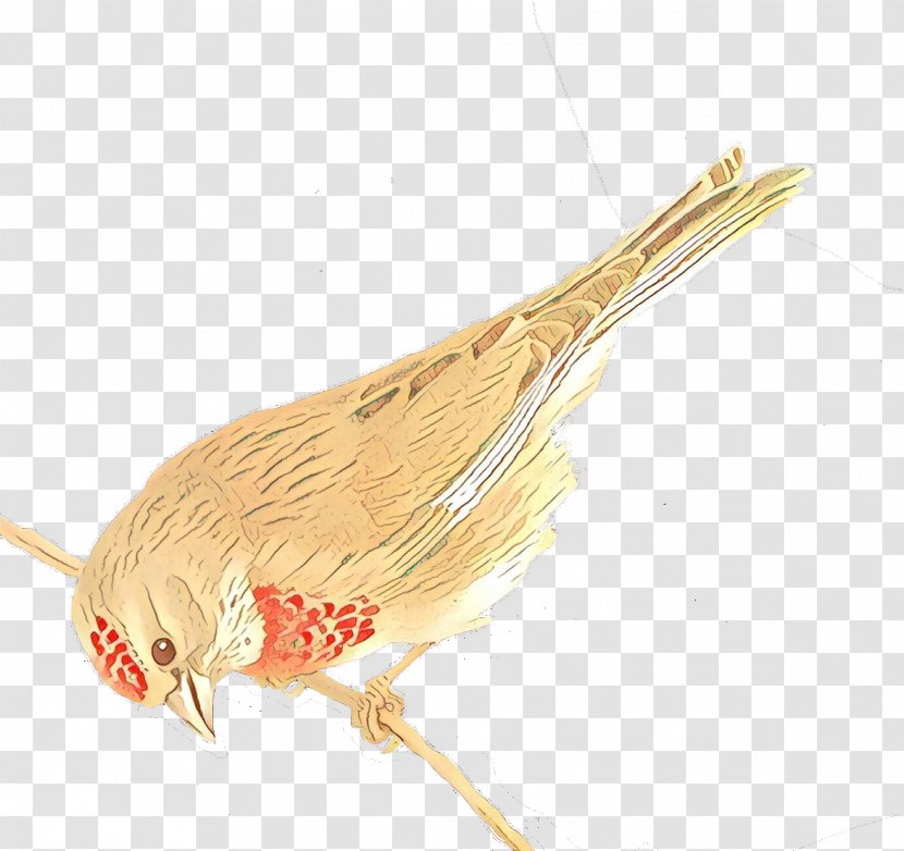 Cartoon Bird - Beak - Feather Transparent PNG