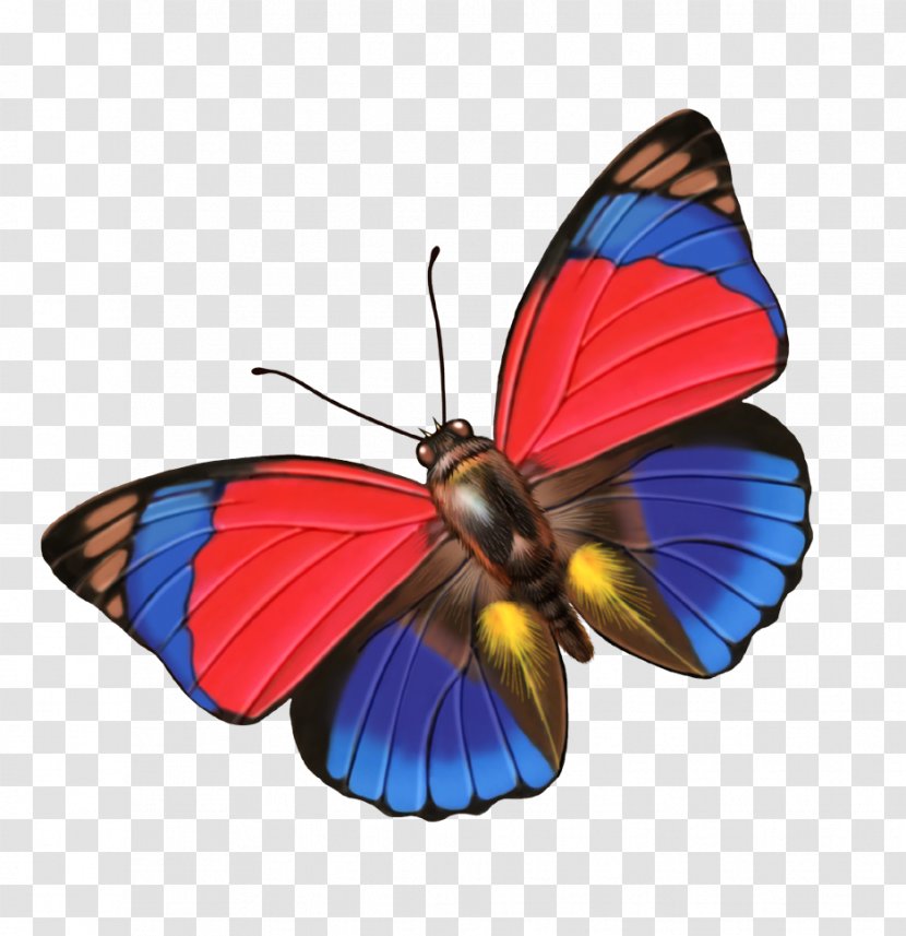 Download Clip Art - Moths And Butterflies - Butterfly Transparent PNG