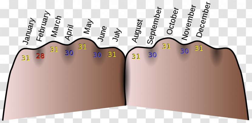 Latin Mnemonics Memory Knuckle Mnemonic Acronym - Paper - Months Transparent PNG