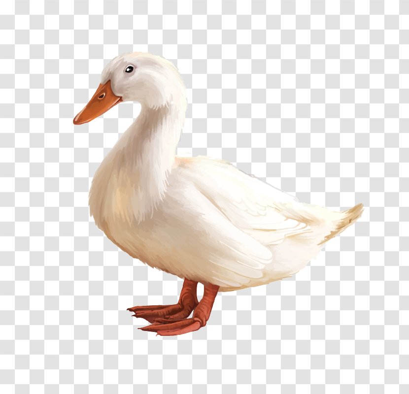 Duck American Pekin - Beak - White Goose Transparent PNG