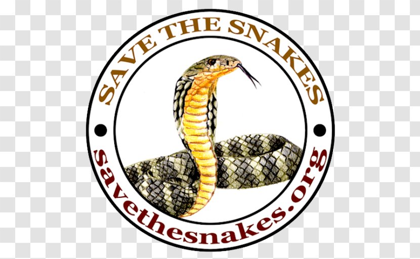 University Of California, Santa Barbara Rattlesnake King Cobra Kingsnakes - Reptile - Snake Transparent PNG