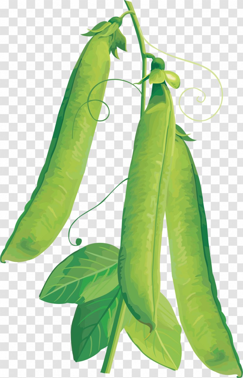 Vegetable Vegetarian Cuisine Fruit Clip Art - Serrano Pepper - Pea Transparent PNG