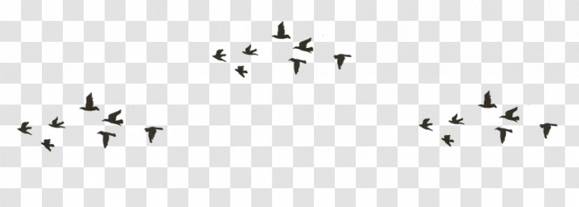 Desktop Wallpaper Bird - Animal Migration Transparent PNG