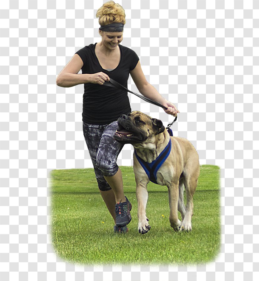 Dog Breed Harness Leash Obedience Training Transparent PNG