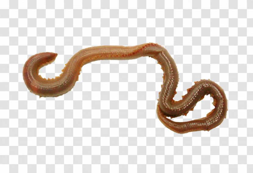 Worm Annelid Body Jewellery - Worms Transparent PNG