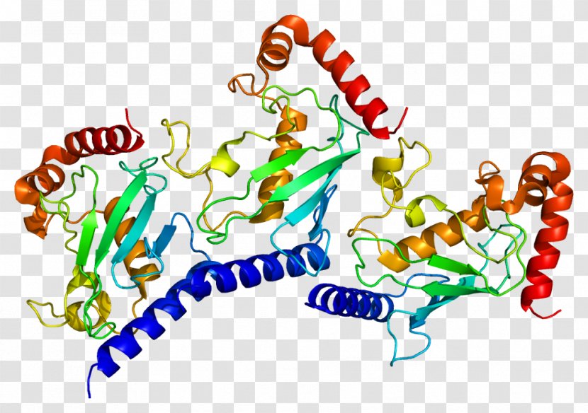 UBE2G2 Protein Ubiquitin-activating Enzyme Gene Ubiquitin-conjugating - Heart - Silhouette Transparent PNG