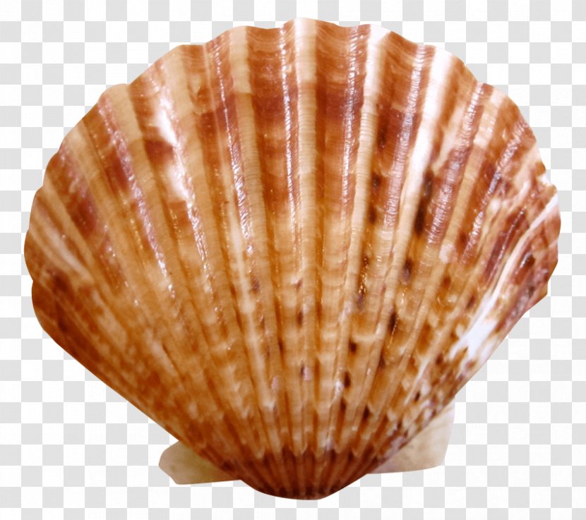 Cockle Seashell - Computer Graphics Transparent PNG