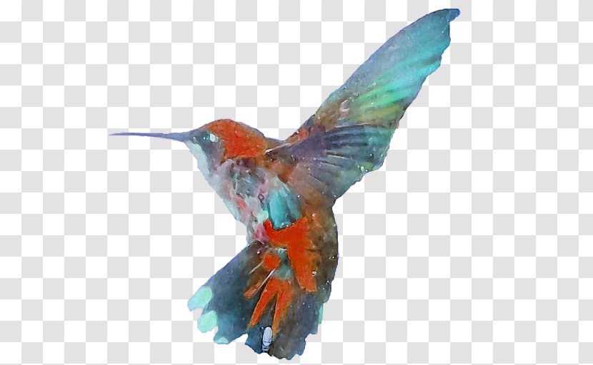 Hummingbird Beak Fauna Feather - Wing - Trashman Map Transparent PNG