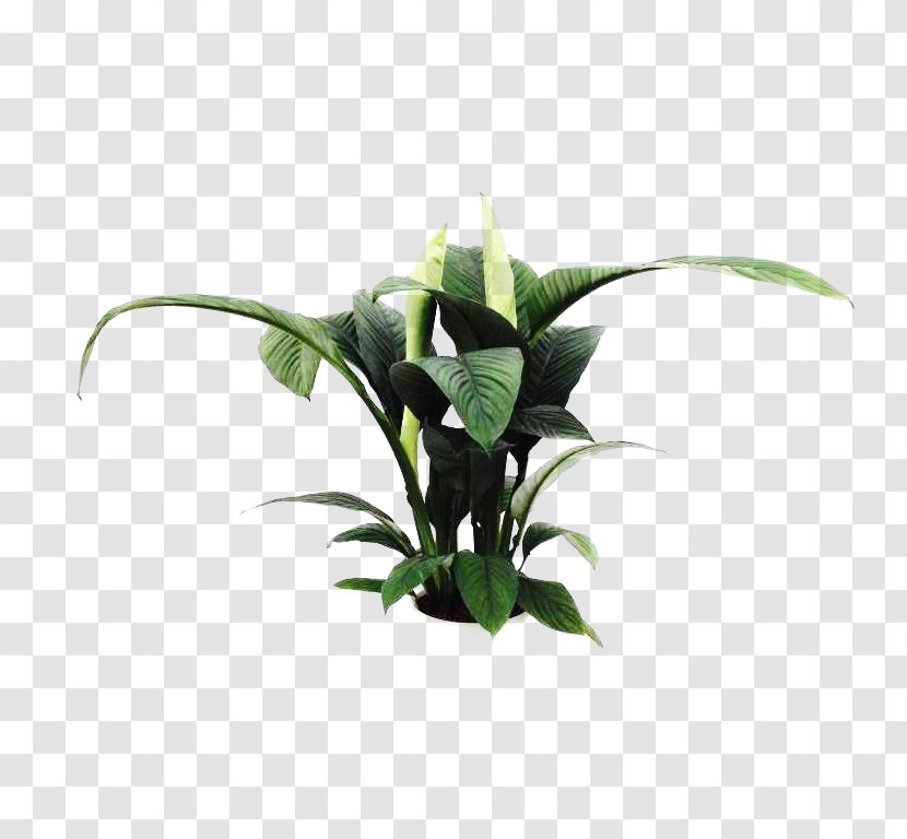 Cut Flowers Flowerpot Plant Stem Leaf Transparent PNG