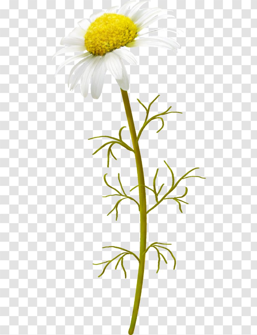 Image Chrysanthemum Flower Download - Leaf - Strawflower Helichrysum Transparent PNG