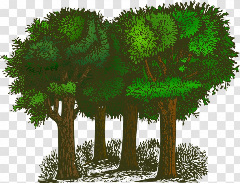 Tree Free Content Clip Art - Organism - Foreign Forest Material Transparent PNG