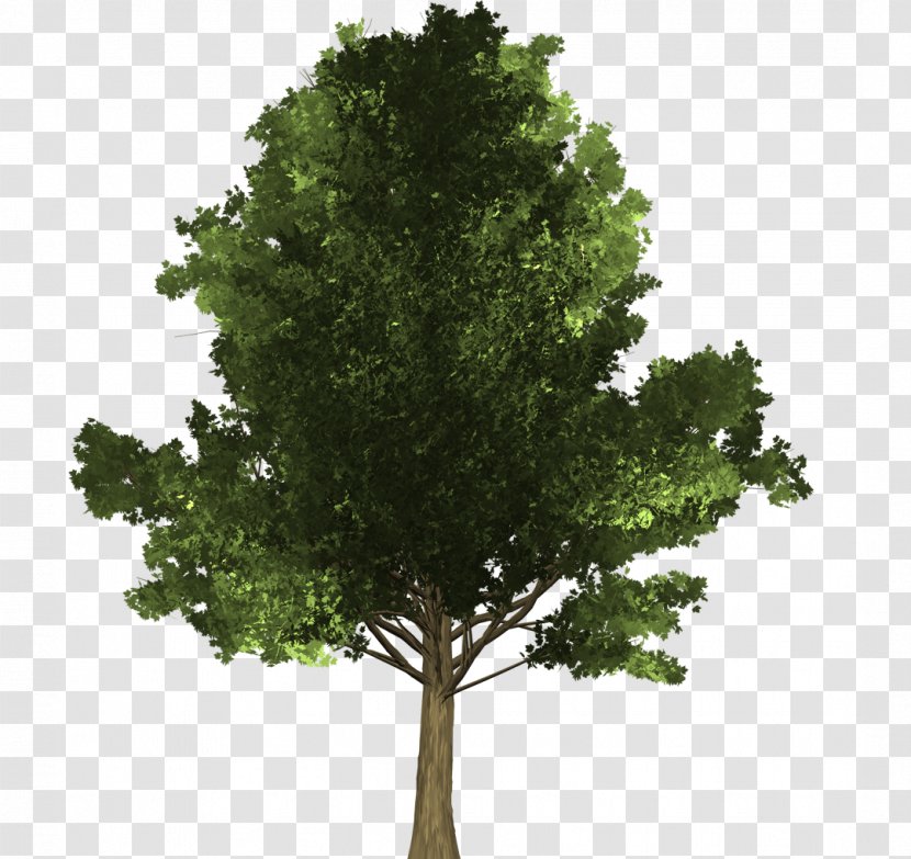 Tree Evergreen Branch Woody Plant Pine - Douglas Fir - Maple Leaves Transparent PNG