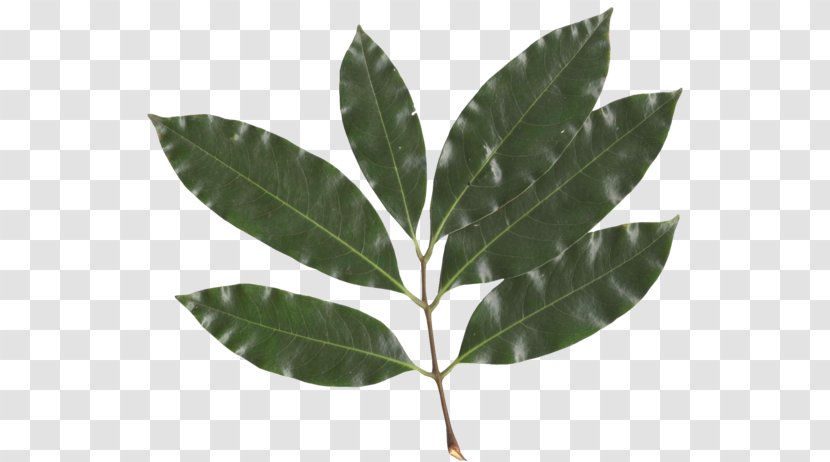 Lychee Leaf Sapindaceae Computer Software - Food Transparent PNG