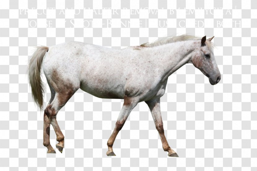 Mare Appaloosa Mustang Stallion Rein - Whitehorse Transparent PNG