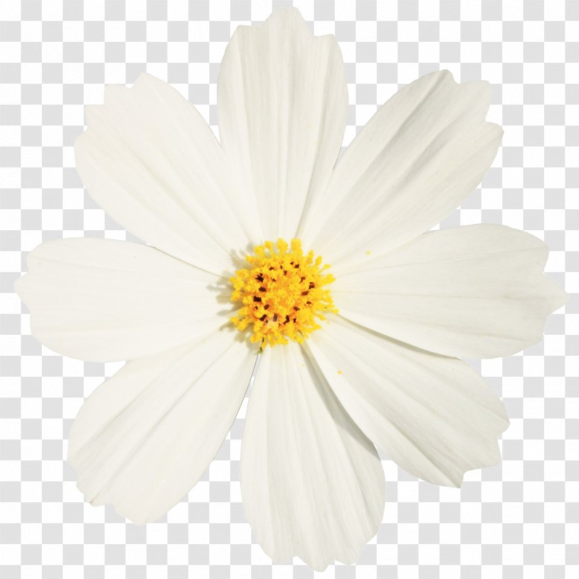 Chrysanthemum Indicum Petal White Oxeye Daisy - Garden Cosmos - Abstract Flowers Creative Floral Celebration,Beautiful Transparent PNG