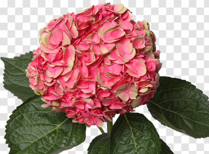 Hydrangea Pink Centifolia Roses Cut Flowers Plant - Hydrangeaceae - Red Transparent PNG