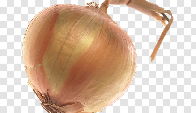 Onion Cartoon - White - Amaryllis Family Garlic Transparent PNG