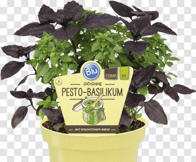 Basil Pesto Raised-bed Gardening Vegetable - Garden - Genovese Transparent PNG
