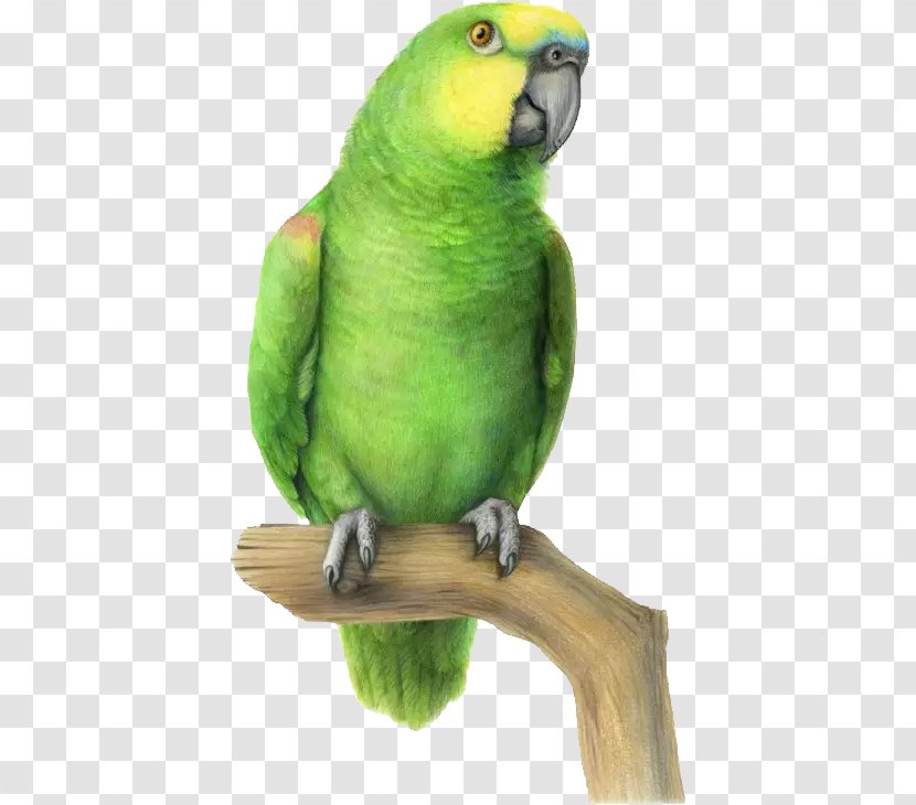 Budgerigar Lovebird Parrot Parakeet - Parrots - Hand-painted Transparent PNG