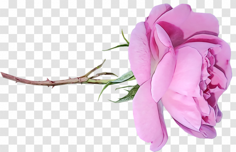 Garden Roses Transparent PNG