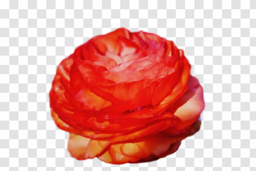 Garden Roses Transparent PNG