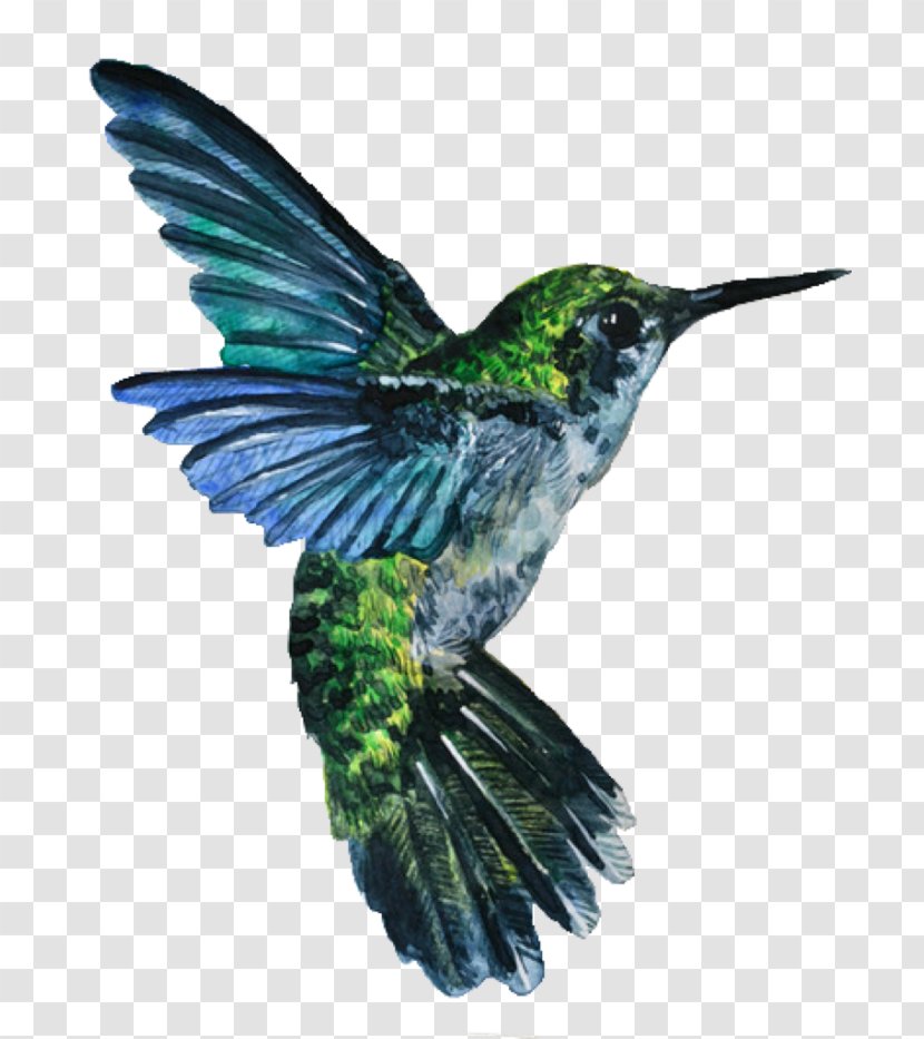 Hummingbird Watercolor Painting Drawing - Winsor Newton - Bird Transparent PNG