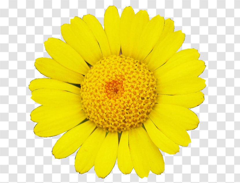 Common Sunflower Transvaal Daisy Family Cut Flowers - Royaltyfree - Margarita Transparent PNG