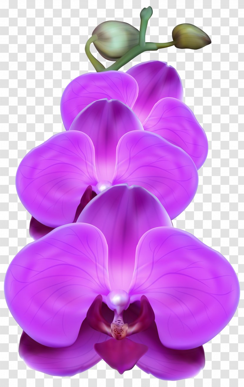 Orchids Flower Purple Clip Art - Herbaceous Plant Transparent PNG