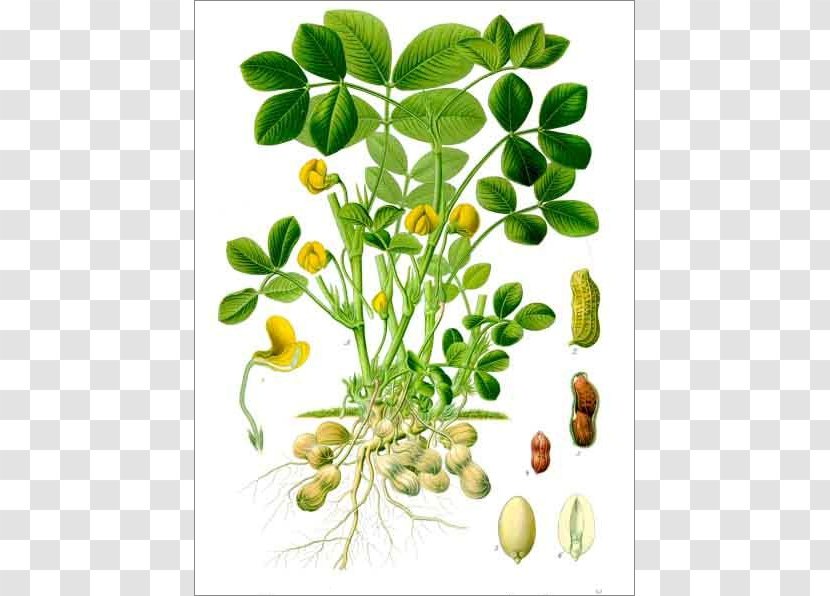 Köhler's Medicinal Plants Peanut Botany Biological Life Cycle - Liliaceae - Plant Transparent PNG