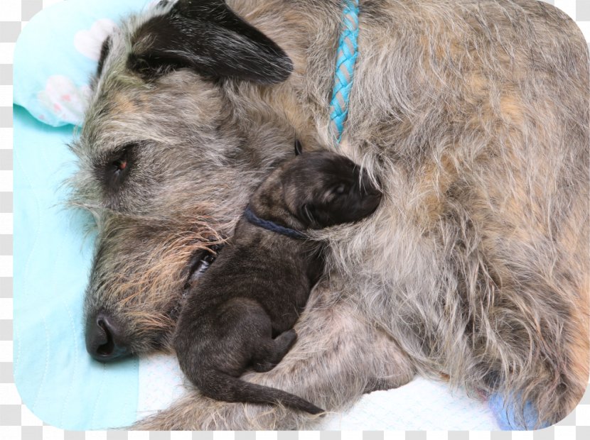 Irish Terrier Wolfhound Cairn Lurcher Glen - Dog Like Mammal - Irischer Wolfshund Transparent PNG