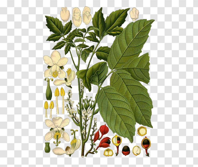 Guarana Smilax Aspera Plants Botanical Illustration Botany - Plant - Punica Granatum Transparent PNG