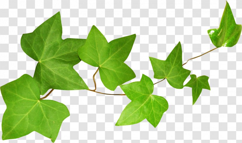 Ivy Leaf Екстракт листя плюща Plant Stem Transparent PNG