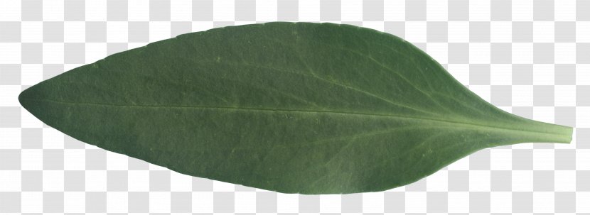 Green Leaf - Banana Texture Transparent PNG