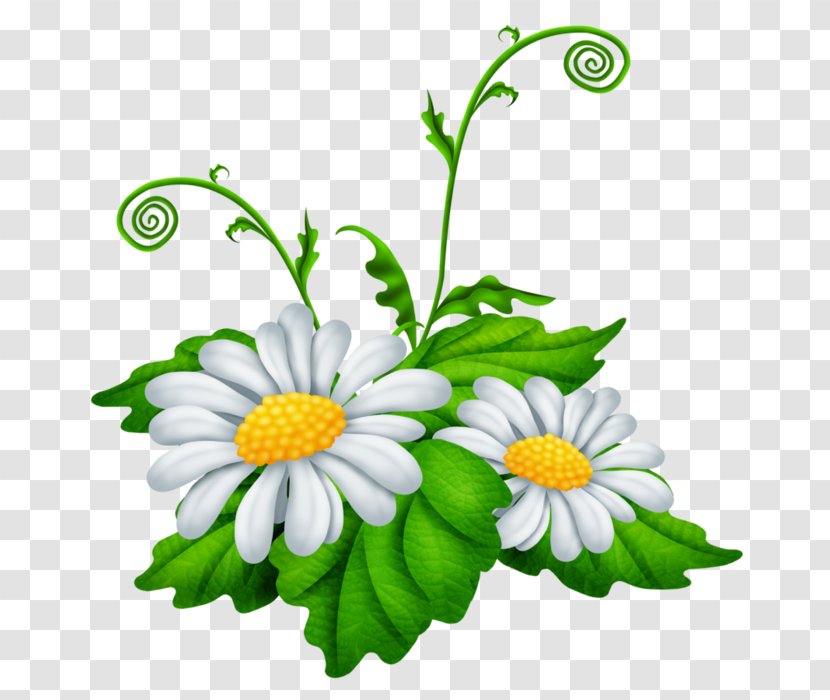 Matricaria Chamomile Oxeye Daisy Clip Art Transparent PNG